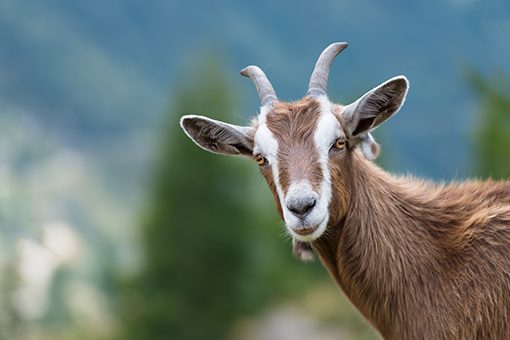 Adak Kurbanı Nedir? Ne Zaman Kesilir?