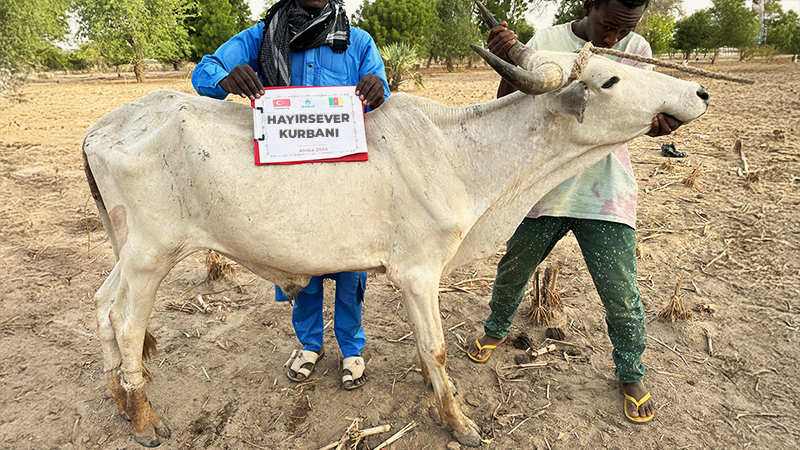 Afrika Büyükbaş Kurban