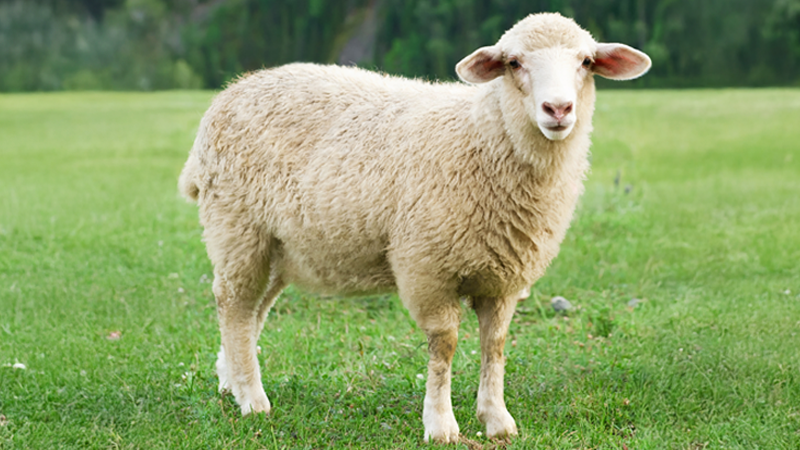 İhram Ceza Kurbanı